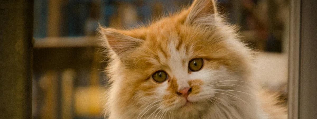 Благотворительный фестиваль «Город кошек»