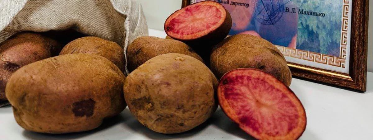 Необычный сорт картофеля вывели в Беларуси. Назвали Вайлдберриз