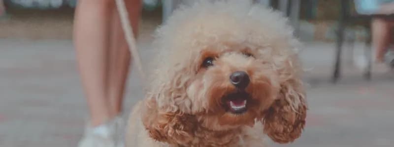 Pets Fest 2025: юбилейный фестиваль для всех, кто любит своих пушистых и пернатых друзей!
