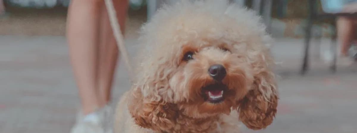 Pets Fest 2025: юбилейный фестиваль для всех, кто любит своих пушистых и пернатых друзей!