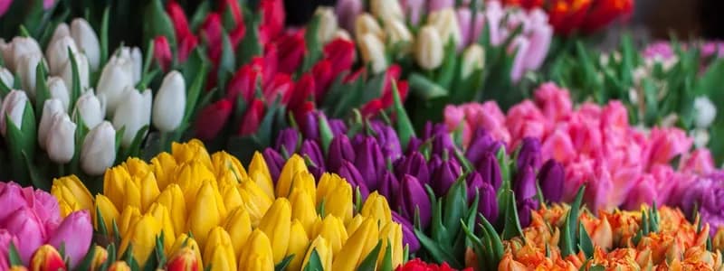 Цены на цветы к 8 Марта вырастут на 20% в Минске и Беларуси 
