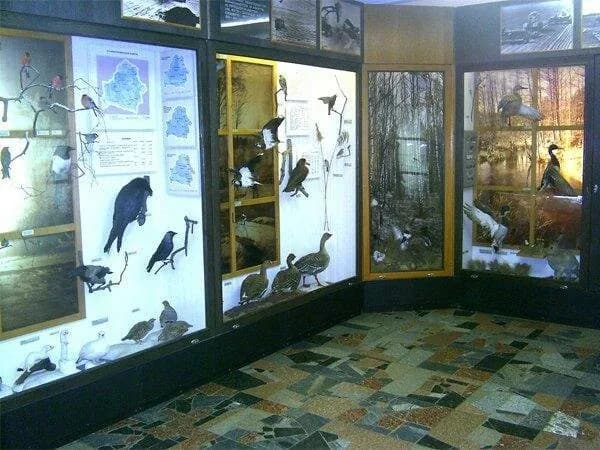 Государственный музей природы и экологии Республики Беларусь — фото 3