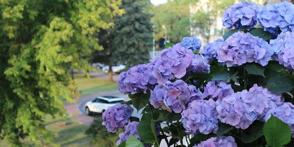 Гортензия. бел — фото 2