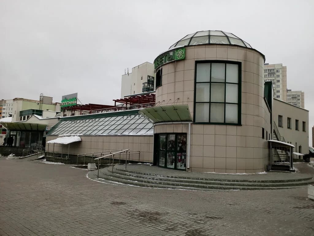 Зеленый клен — фото 3