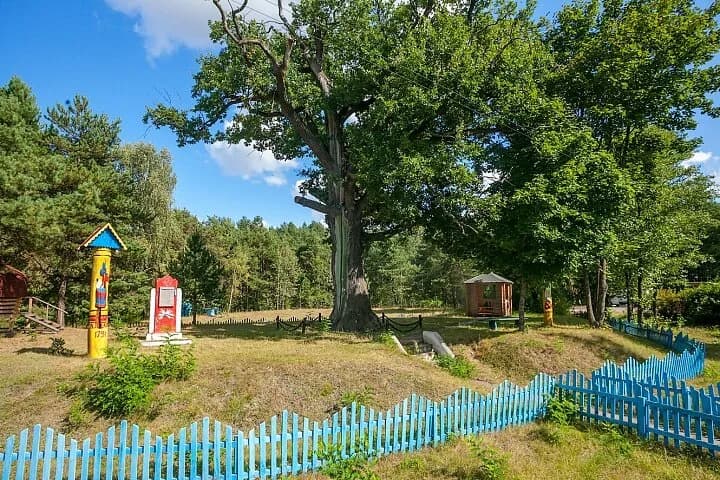 Дуб Суворова — фото 3