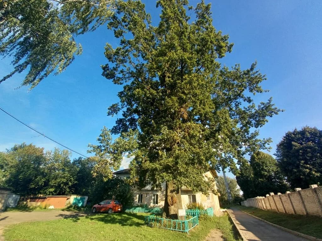 Вековое дерево дуб