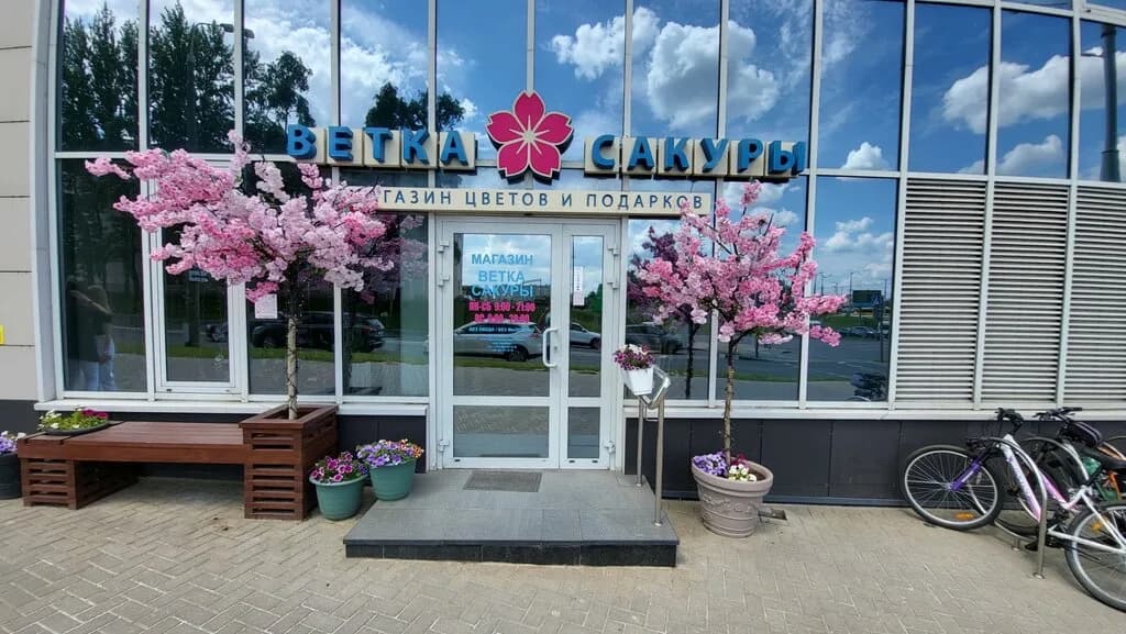 Ветка сакуры