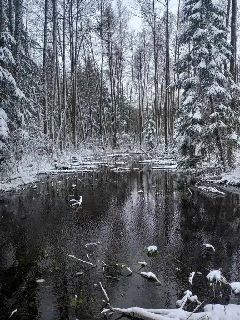 Государственный литературно-мемориальный музей Якуба Коласа, филиал Миколаевщина, мемориальная усадьба Альбуть — фото 6