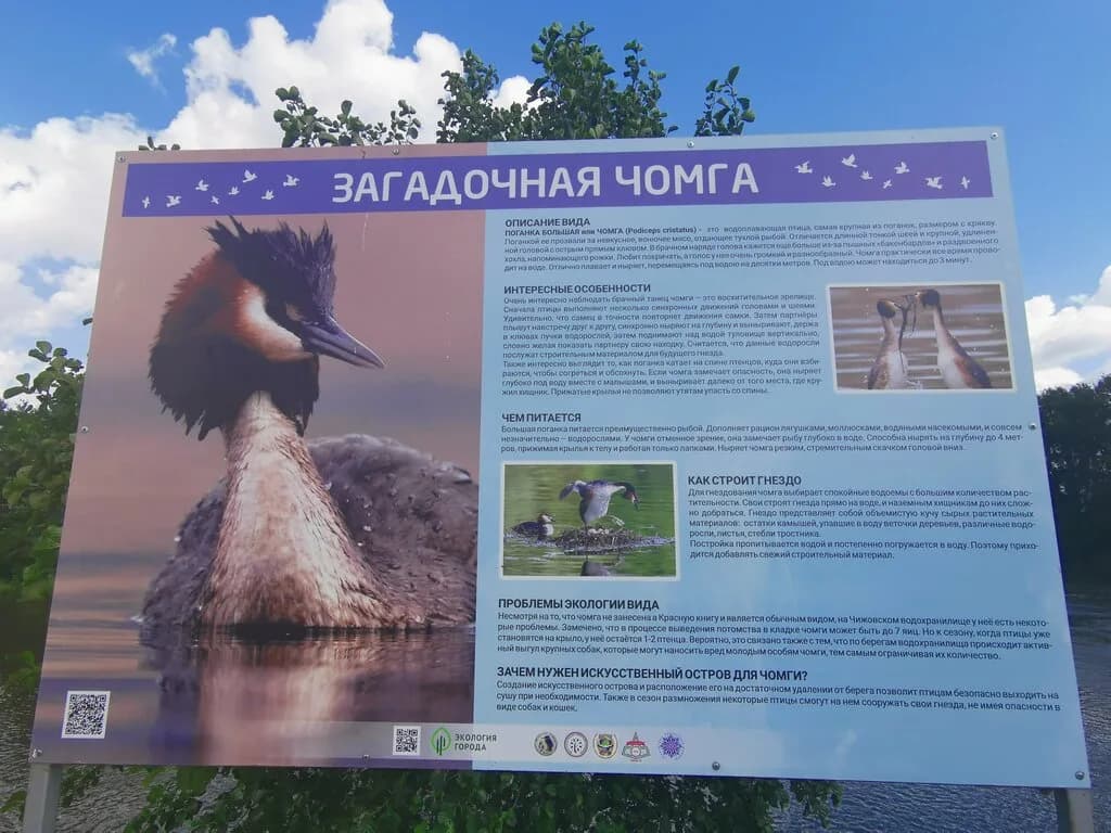 Чомга-остров — фото 5