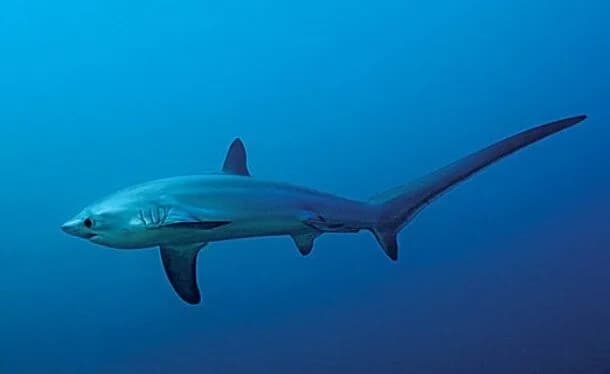 ОКЕАН сертифицированный дайвинг центр PADI — фото 3