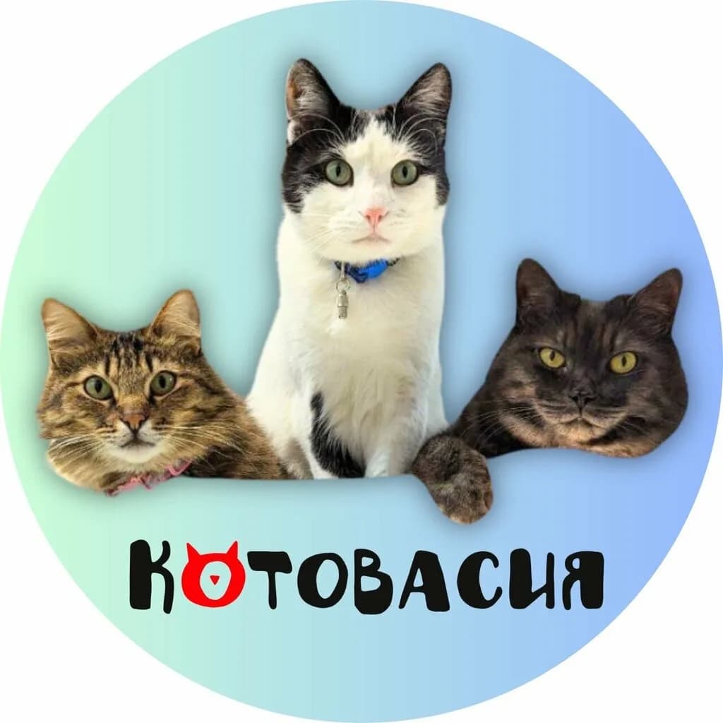 Арт-галерея «Котовасия» — фото 5
