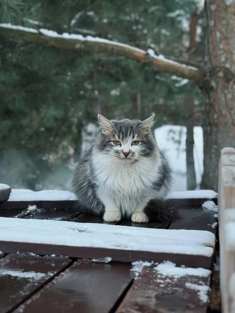 Треугольные домики с сауной «Три лисы» — фото 4