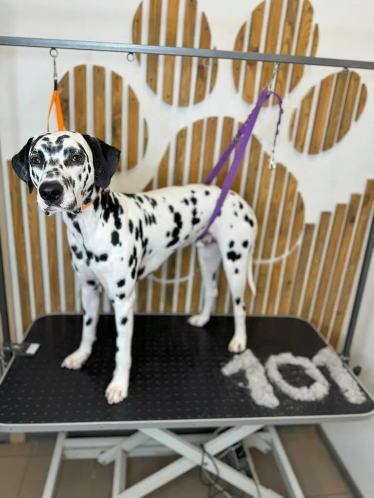 HiDoggy! Стрижка животных — фото 3