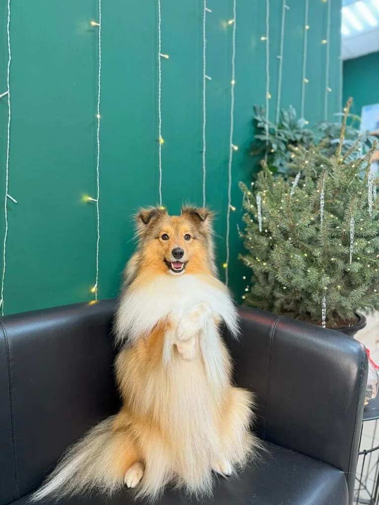 HiDoggy! Стрижка животных — фото 5