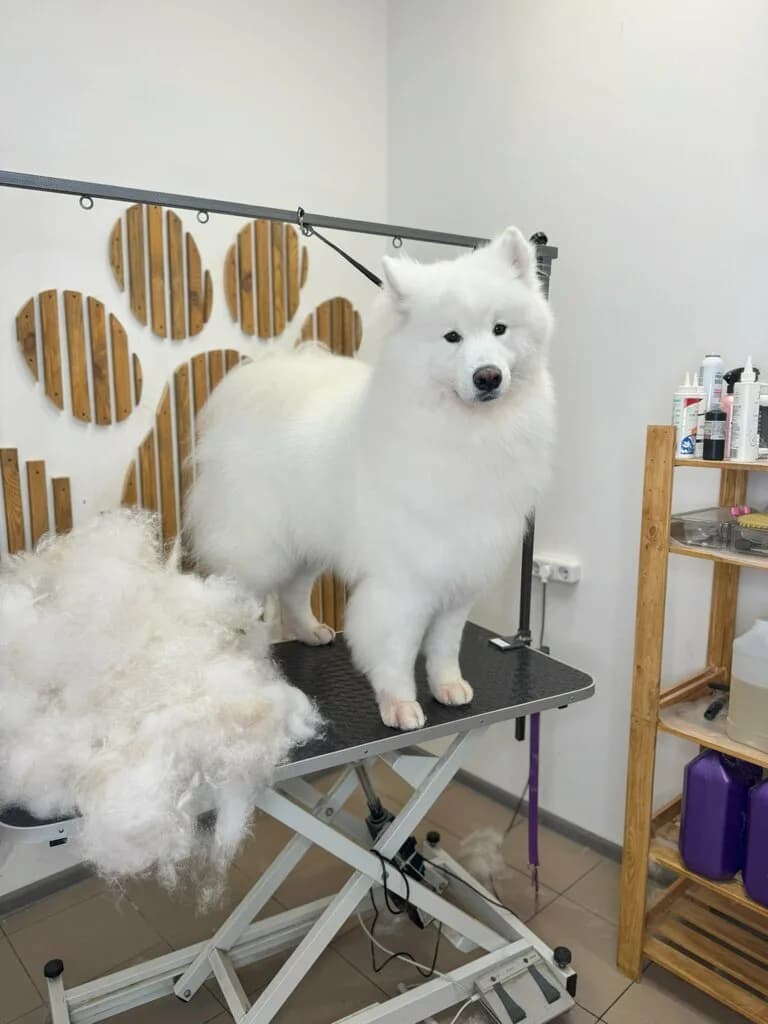 HiDoggy! Стрижка животных — фото 6