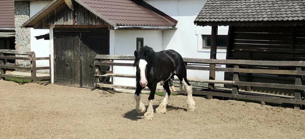 Конный клуб