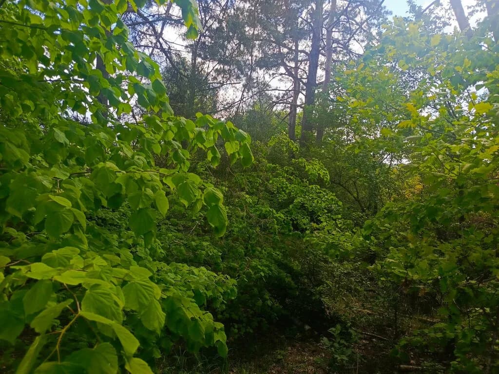 Курганный могильник периода раннего средневековья XI-XIII вв. — фото 3