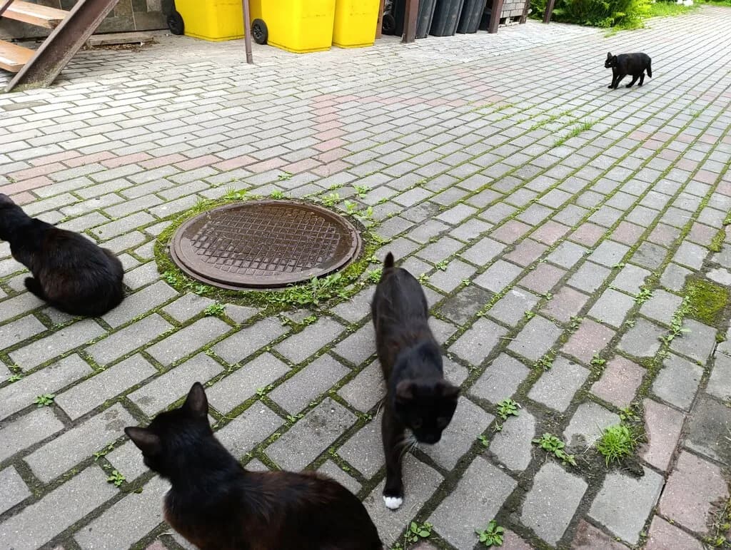 Коттедж «Свояки» — фото 2