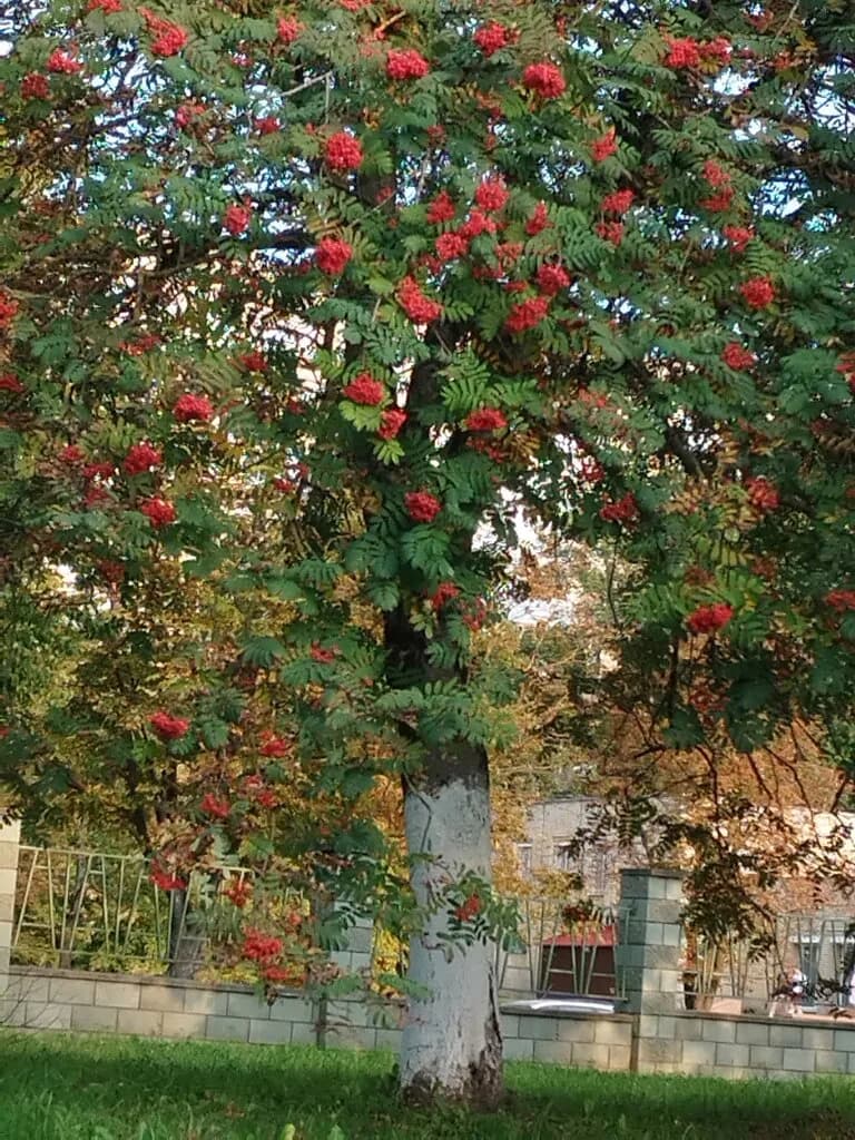 «Городской клинический родильный дом №2» — фото 4