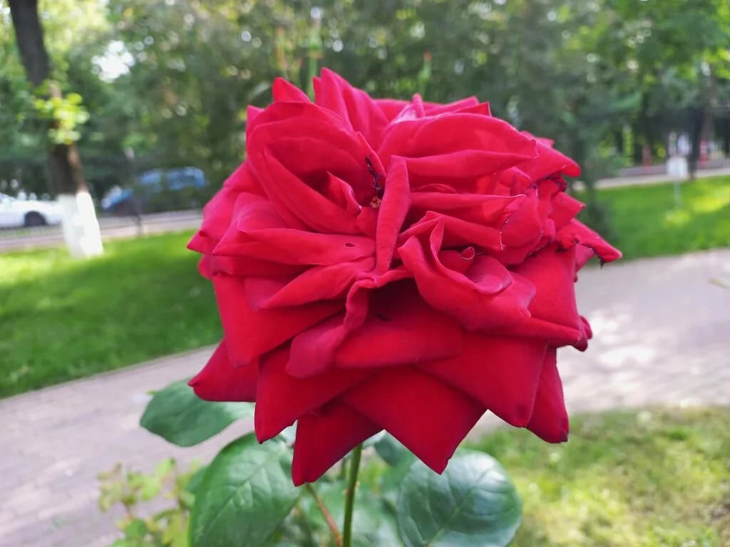 Розарий Дух Эльбы — фото 4