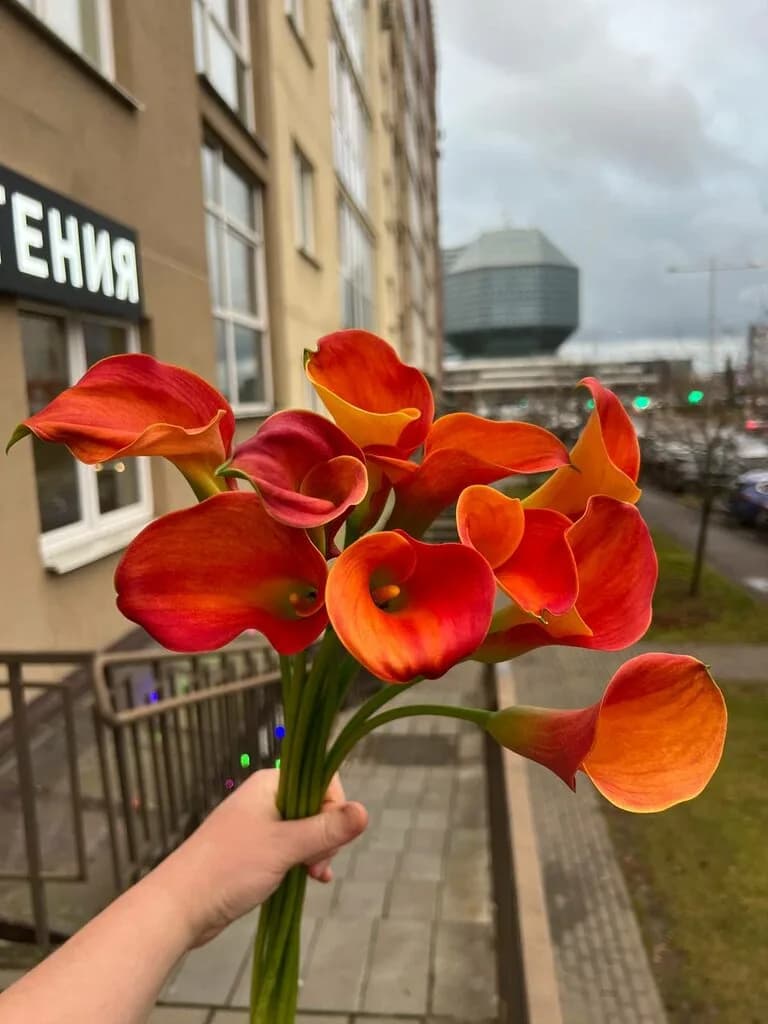 Сад Ботаника — фото 5