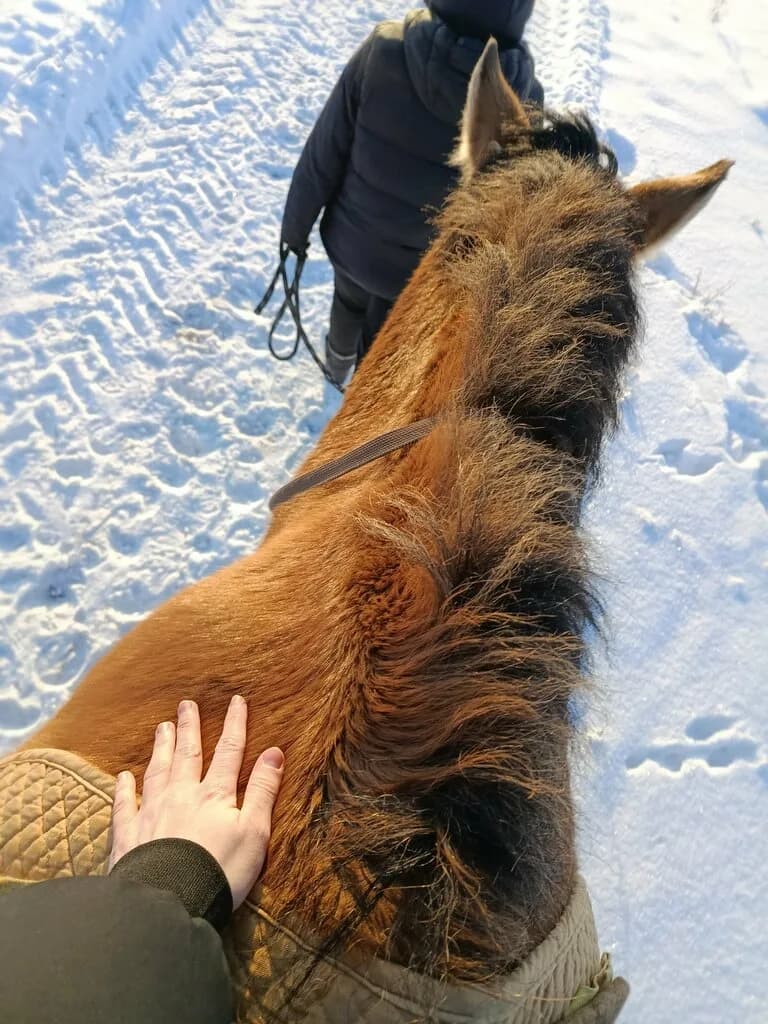 Конное Царство — фото 6