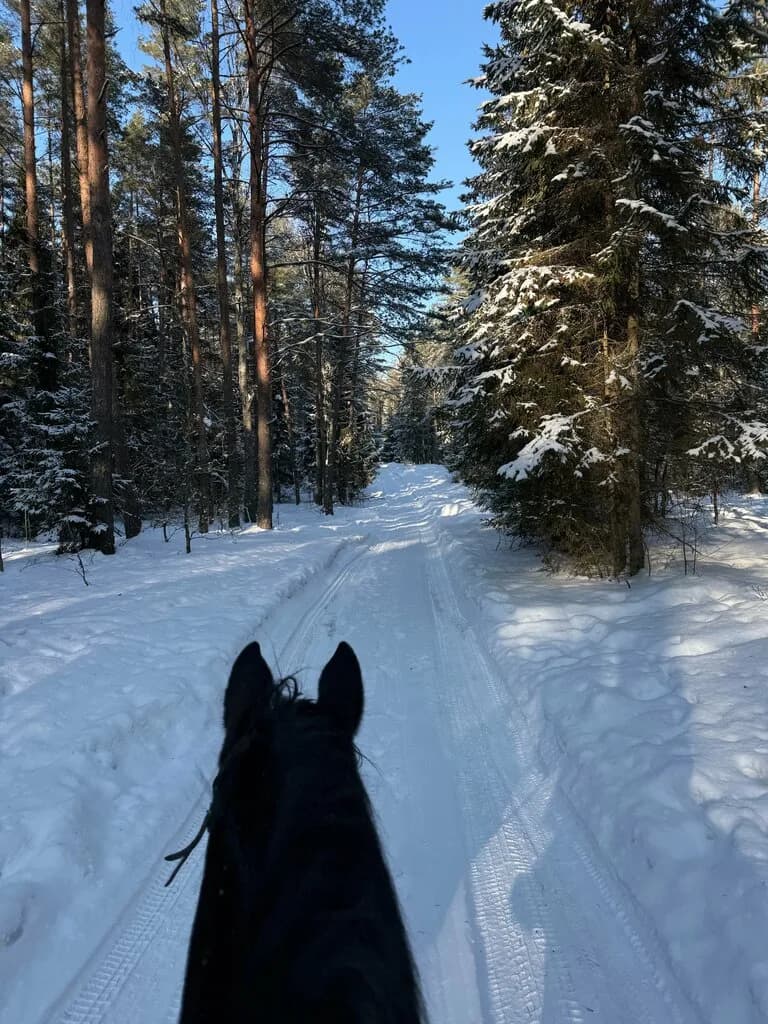 Золотая шпора — фото 4