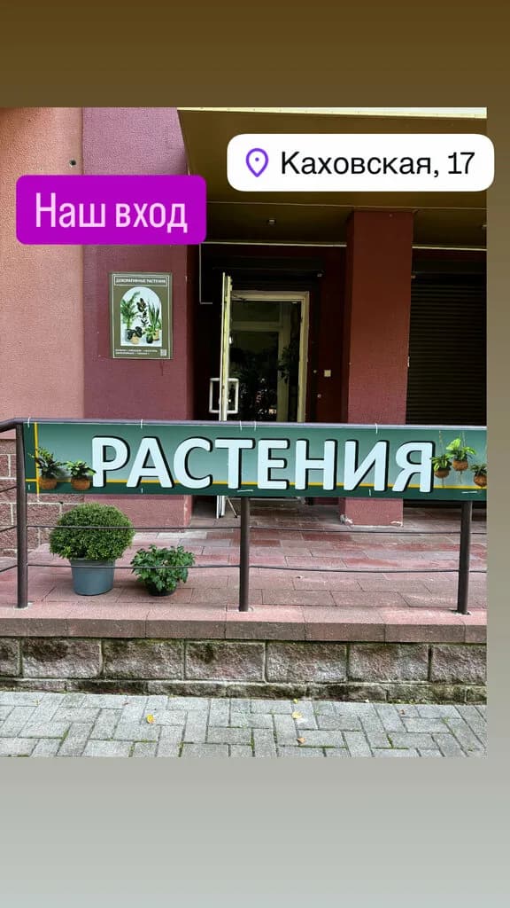 Houseplants_flowers_minsk