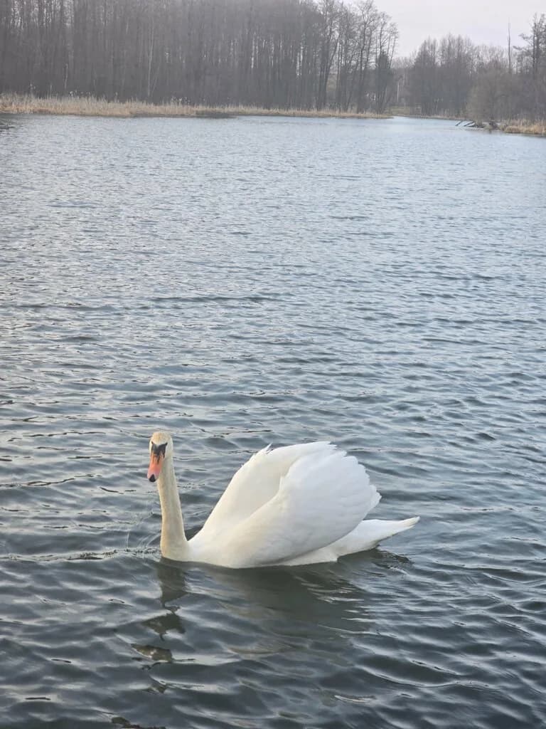 Водяная мельница — фото 3