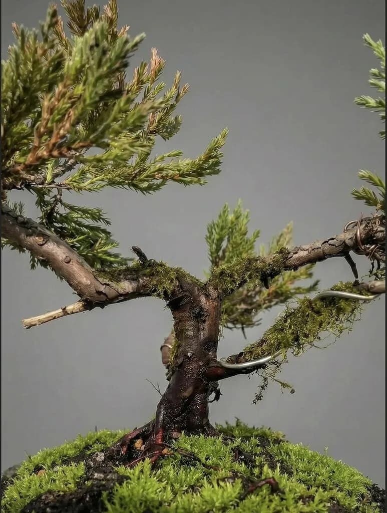 Leshnik Bonsai — фото 5