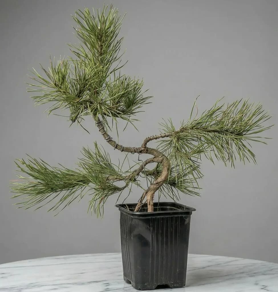 Leshnik Bonsai — фото 6