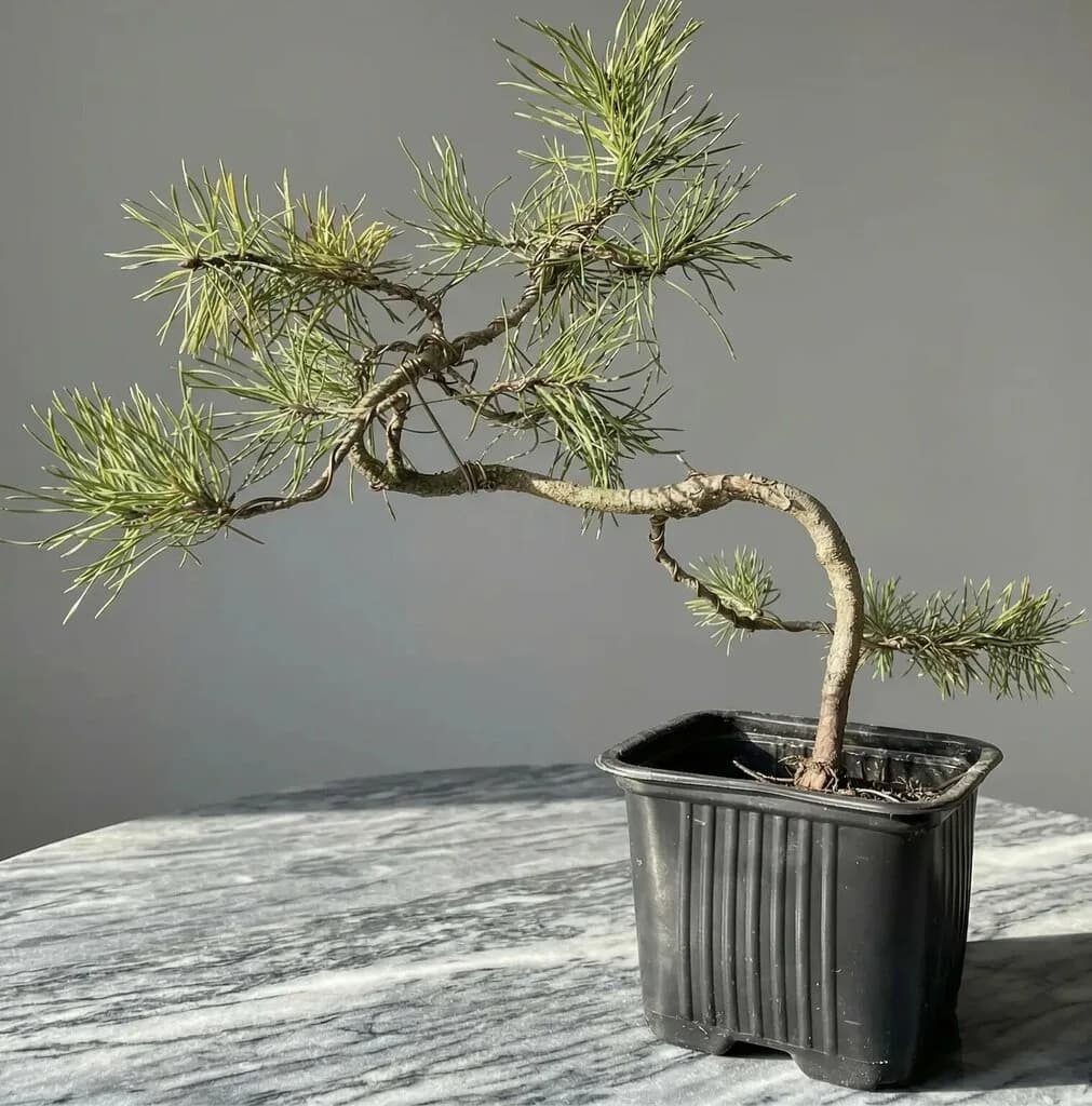 Leshnik Bonsai — фото 3