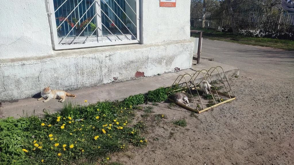 Твои Друзья — фото 5