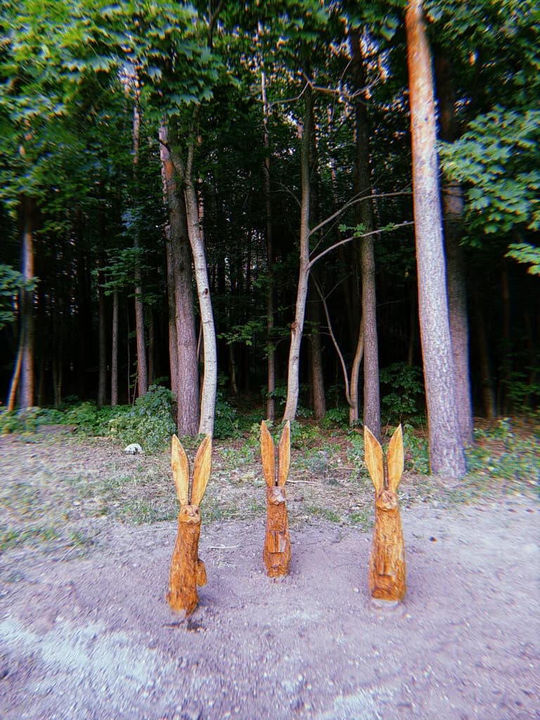 Экотропа Лесная — фото 3