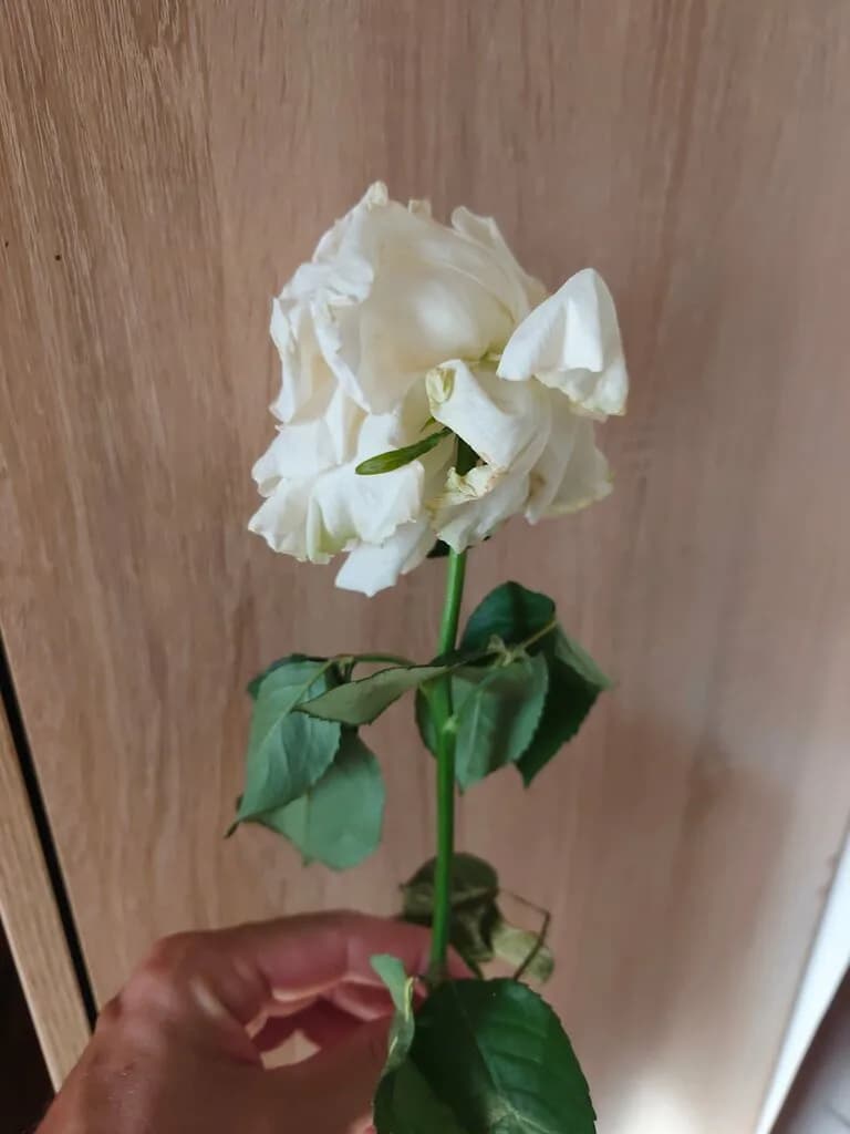 Цветы