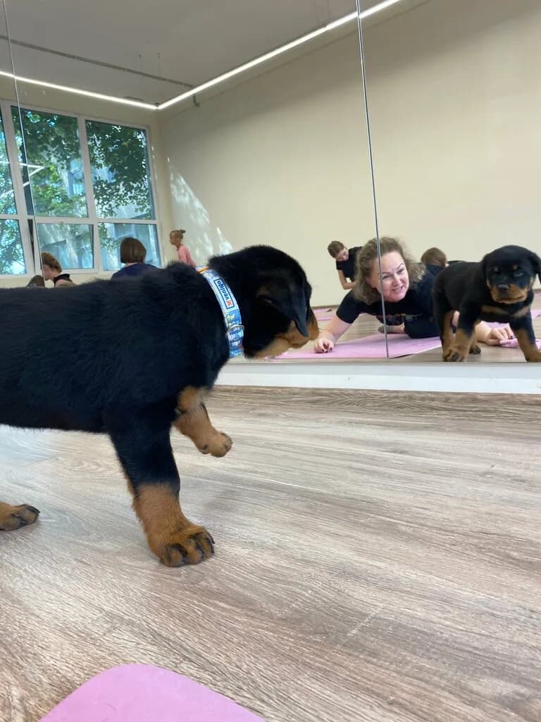 Puppy place Nova place