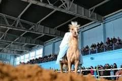 Конная выставка открылась в Минске
