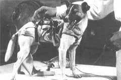 Laika Believes: The Sun at Night расскажет о советской собаке-космонавте