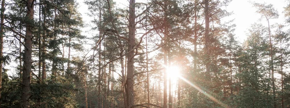 Forest therapy: Единение с природой