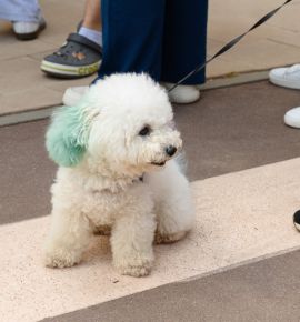 Pets Fest 2026: самый добрый фестиваль для любителей животных пройдет в Минске уже в эти выходные
