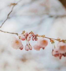 Под Минском пройдет старинный обряд &laquo;Гуканне вясны: пробуждение земли и сердца&raquo;