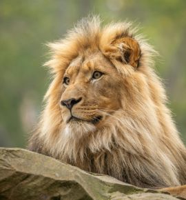 В Минском зоопарке бесплатно проводят экскурсии по средам ноября