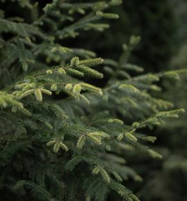 В Беларуси появился реестр елочных базаров