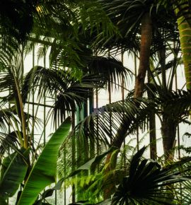 Тропический рай посреди зимы: где научиться выращивать экзотические растения?