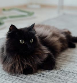 Забираем удачу домой: акция по спасению черных котов от «Фауны города»