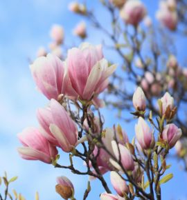 Магнолиевая весна в Минске: где сейчас цветут самые фотогеничные деревья