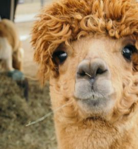 По ту сторону городской суеты: уникальный контакт с альпаками и другими обитателями