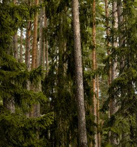 В Беларуси почти повсеместно ввели ограничения на посещение лесов из-за пожарной опасности