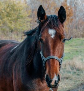 Минский зоопарк объявил голосование за лошадь-символ