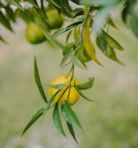 Еще есть время окунуться в «цитрусовое лето» в Минске